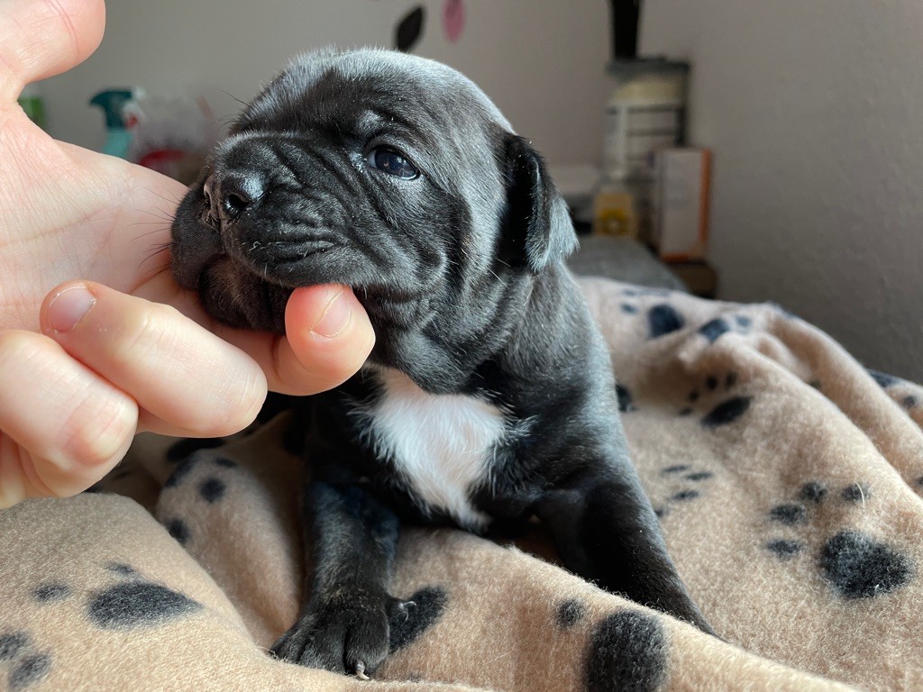 Pauline Christ - Chiots disponibles - Staffordshire Bull Terrier